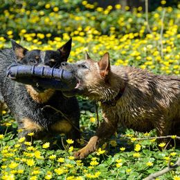Australian Cattle Dog Puppies from Caliche Australian Cattle Dogs