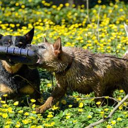 Australian Cattle Dog Puppies from Caliche Australian Cattle Dogs