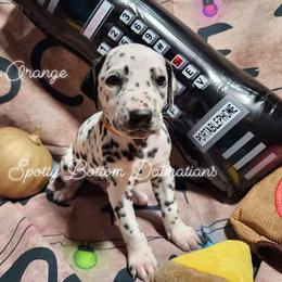 Dalmatian Puppies from Spotty Bottom Dalmatians