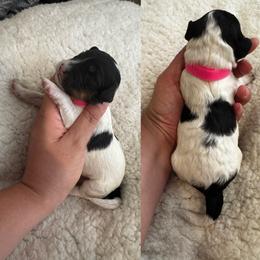 Girl 1 - Tri-color female Bernedoodle puppy in Lakeland, Florida from Doodles & Danes