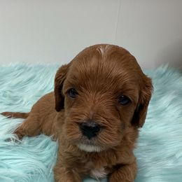 Pumba - Red male Cavapoo puppy in Miami, Florida from Mario’s Pups