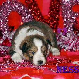Nessah - Sable-White Female - Sable and white female Shetland Sheepdog puppy in Frazeysburg, Ohio from Mountain High Kennels