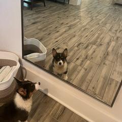 Girl 3 - Blue female Pembroke Welsh Corgi puppy in Ocala, Florida from Dolan Farms Corgis