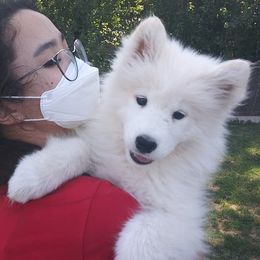 Samoyed Puppies from Pyles Of Smiles