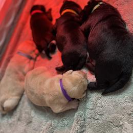 Labrador Retriever puppies from Cedar Patch Labradors