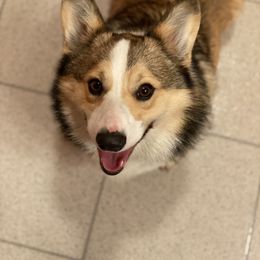 Pembroke Welsh Corgi and Poodle Puppies from Blue Diamond Kennel