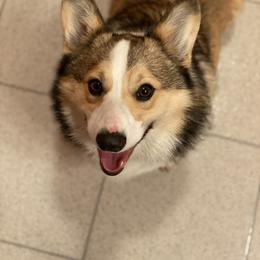 Pembroke Welsh Corgi and Poodle Puppies from Blue Diamond Kennel