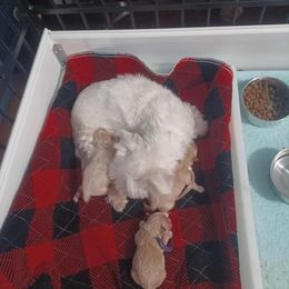 Maltipoo puppies from Loris Pampered Pooches💕