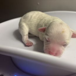 Girl 2 - White female Maltese puppy in Raleigh, North Carolina from Loveable Litters