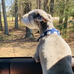 Miniature Schnauzers from The Greys