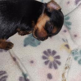 Tiny Tim - Black and tan male Yorkshire Terrier puppy in Sidney, Ohio from Little Yorkie World