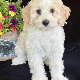 Marta - Apricot female Australian Labradoodle puppy in Washington, North Carolina from Pamlico Labradoodles