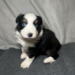 River - Black tri male Miniature Australian Shepherd puppy in Mill Spring, North Carolina from Adair Acres Aussies