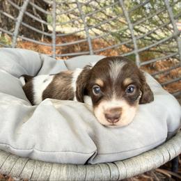 Sundae - Piebald male Dachshund puppy in Wamego, Kansas from Doodles of Oz
