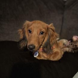 Ricky - Dachshund