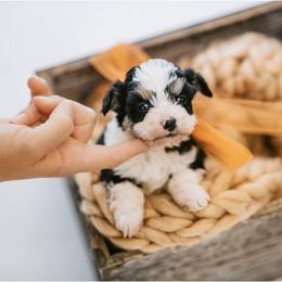 Aussiedoodle, Bernedoodle, and Goldendoodle Puppies from Desert Doodles