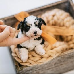 Aussiedoodle, Bernedoodle, and Goldendoodle Puppies from Desert Doodles