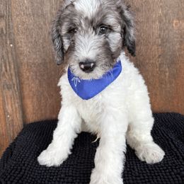 Dodger - Blue merle male Aussiedoodle puppy in Eastland, Texas from H5 Mini Doodles