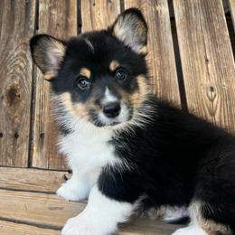 Sneezy - Black and tan male American Corgi puppy in Tome, New Mexico from Blue Diamond Welsh corgis