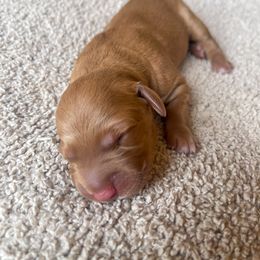 Hunter - Golden male Golden Retriever puppy in Wellington, Colorado from High Country Golden Retrievers