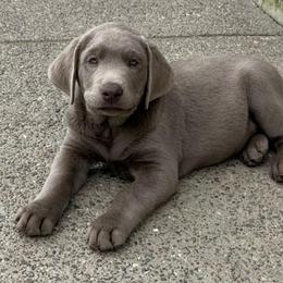 Silver yellow collar - Silver male Dilute Retriever puppy in Teton County, Montana from East Front Labradors & Treasure State Schnauzers