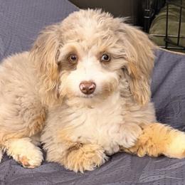 Aussiedoodle All Grown Up from All Dogs go to Heaven