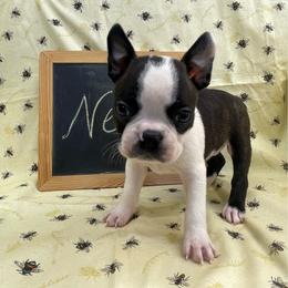 Nelson - Black and white male Boston Terrier puppy in Fillmore, Illinois from Wind Hill Puppies