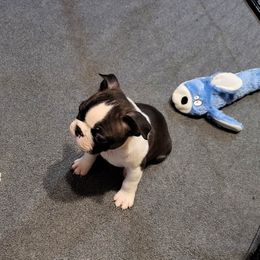 Boston Terrier Puppies from Furhill's Boston Terriers