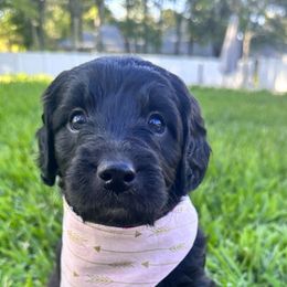 Goldendoodle Puppies from Muddy Acre Pups