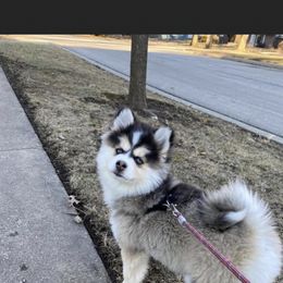 Peanut - Pomsky