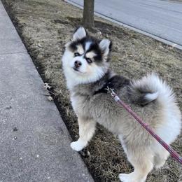 Peanut - Pomsky