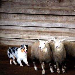 Australian Shepherd Puppies from Great Spirit Aussies