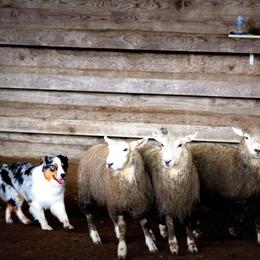 Australian Shepherd Puppies from Great Spirit Aussies