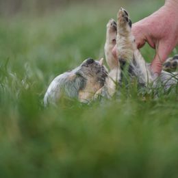 Australian Cattle Dog and Collie Puppies from Blackberry Hills