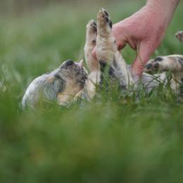 Australian Cattle Dog and Collie Puppies from Blackberry Hills