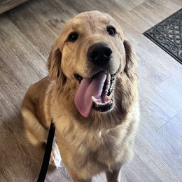 Gin - Golden Retriever