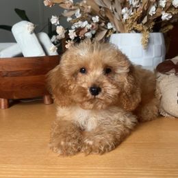Frankie - Apricot male Cavapoo puppy in Kirksville, Missouri from Show Me Poodles Doodles and Cavaliers