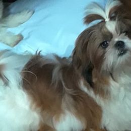 Shih Tzus from Tallis Toy Dogs
