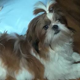 Shih Tzus from Tallis Toy Dogs