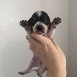 Jasper - Piebald male Dachshund puppy in Conroe, Texas from R&M Dachshunds