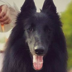 Belgian Sheepdogs from Suzanne Parodi's Belgian Sheepdogs