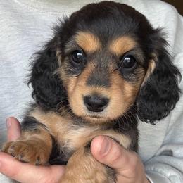 Moe - Black and cream female Dachshund puppy in West Plains, Missouri from Little Legs Legacy