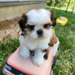 Chip - Chocolate male Shih Tzu puppy in Wolcottville, Indiana from Ducky's Doodles