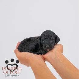Benny - Black male Labradoodle puppy in Travelers Rest, South Carolina from Doodles of Love Labradoodles