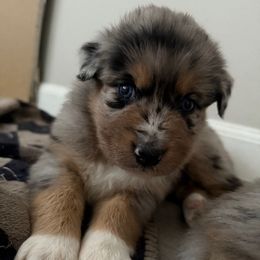 Harmony - Blue merle female Australian Shepherd puppy in East Hartford, Connecticut from CT Aussies