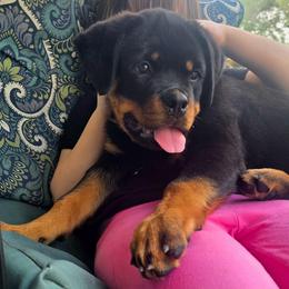 Girl 2 (Purple) - Black and rust female Rottweiler puppy in San Antonio, Texas from HAUS OF RZA
