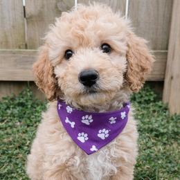 Cosmo - Apricot male Goldendoodle puppy in Hendersonville, Tennessee from Ben's Best Buddy Goldendoodles