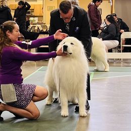 Atticus - Great Pyrenees