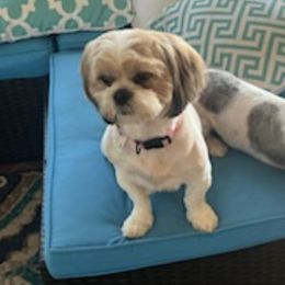 Shih Tzus from Rachael's Shih Tzus