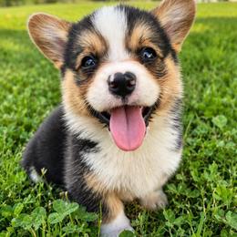 Brooks - Black and tan male Pembroke Welsh Corgi puppy in Beggs, Oklahoma from Blue Diamond Corgi’s